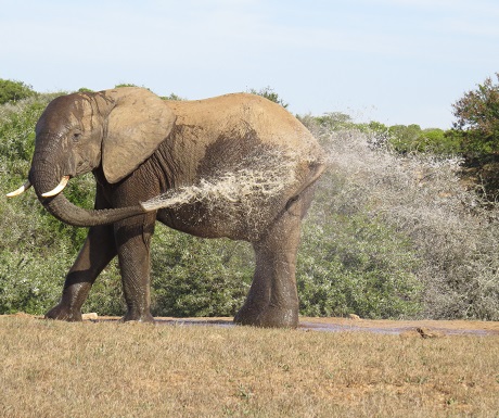 Spa routine at Addo Elephant National Park, South Africa