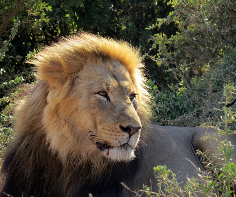 Male lion next to the road, Addo National Elephant Park, South Africa