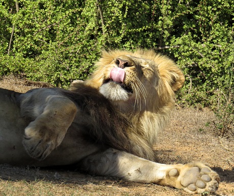 Roll over - this is my spot! Addo Elephant National Park, South Africa