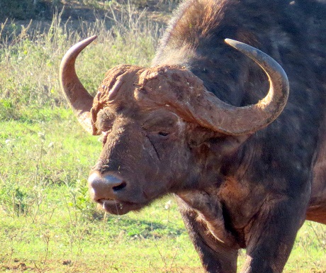 Mean looking buffalo bull, Addo Elephant National Park, SouthAfrica