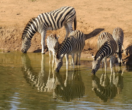 Zebra reflections Addo Elephant National Park, South Africa