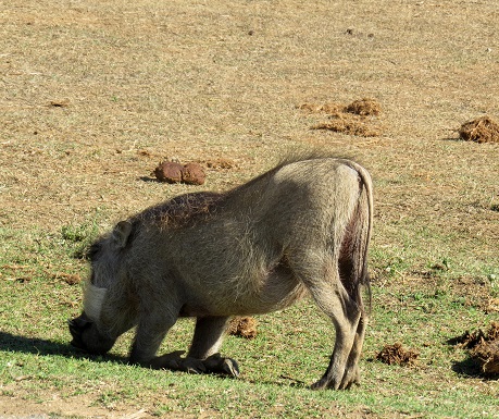 Warthog on his knees, Addo Elephant National Park, South Africa