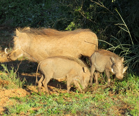 Warthog family, Addo Elephant National Park, South Africa