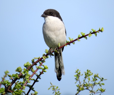 Bird on spekboom, Addo Elephant National Park, South Africa