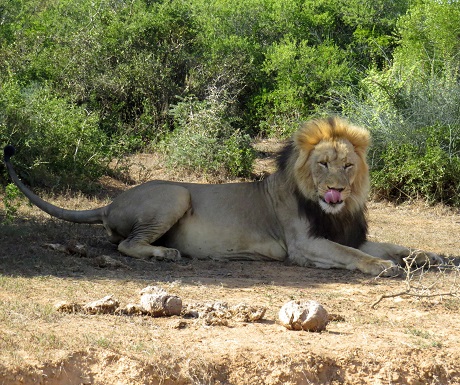 Majestic male lion, Addo Elephant National Park, South Africa