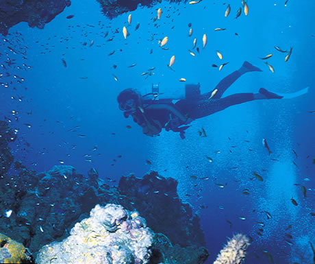 Scuba diving in Koh Tao