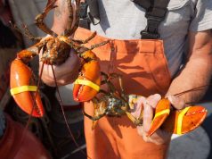 How to become a Mainer in 13 easy ways