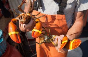 How to become a Mainer in 13 easy ways