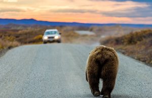 How to properly do summer in Alaska