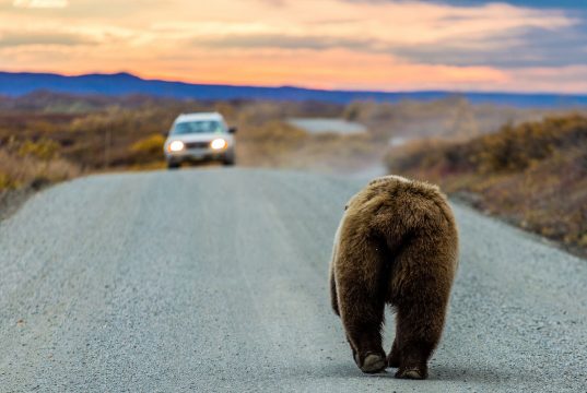 How to properly do summer in Alaska