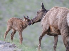 Beware of calving season: Women was attacked by an elk in Yellowstone