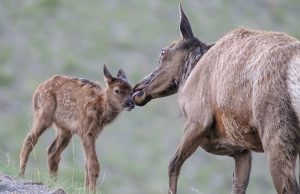 Beware of calving season: Women was attacked by an elk in Yellowstone