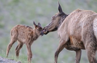 Beware of calving season: Women was attacked by an elk in Yellowstone