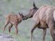 Beware of calving season: Women was attacked by an elk in Yellowstone