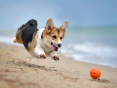 Corgi Con is San Francisco’s fluffiest beach party