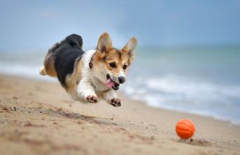 Corgi Con is San Francisco’s fluffiest beach party