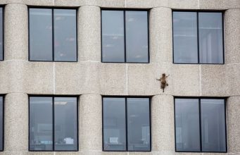 A raccoon climbed a 25-story building in St. Paul, captivating metropolis