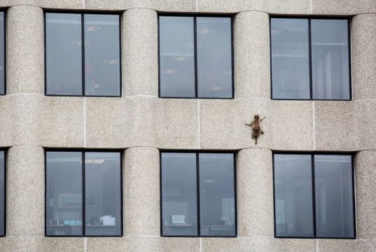 A raccoon climbed a 25-story building in St. Paul, captivating metropolis