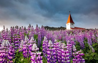 Icelanders are fighting over calling cut or keep these gorgeous blue flowers