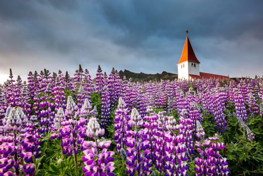 Icelanders are fighting over calling cut or keep these gorgeous blue flowers