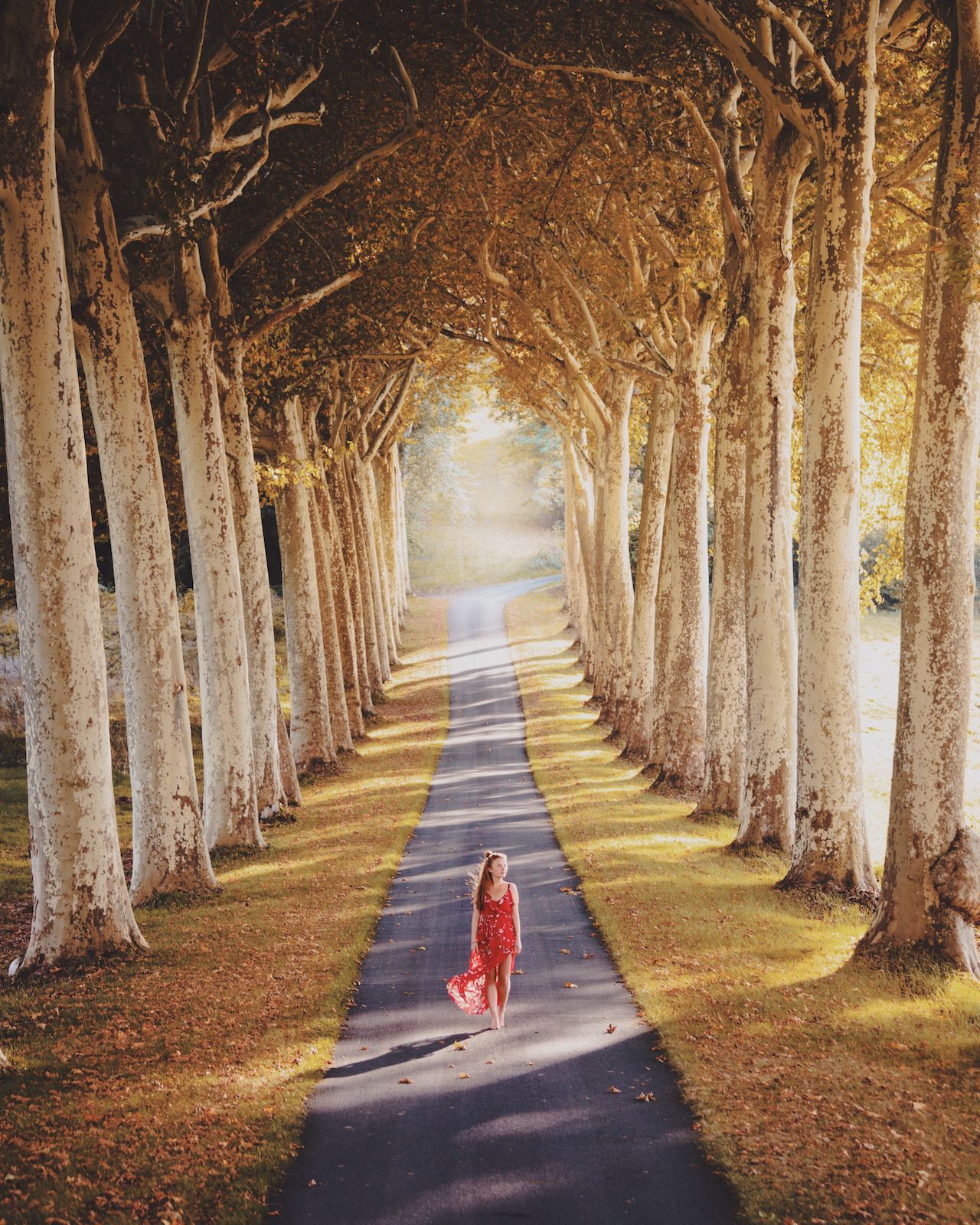 Tree Tunnel, France