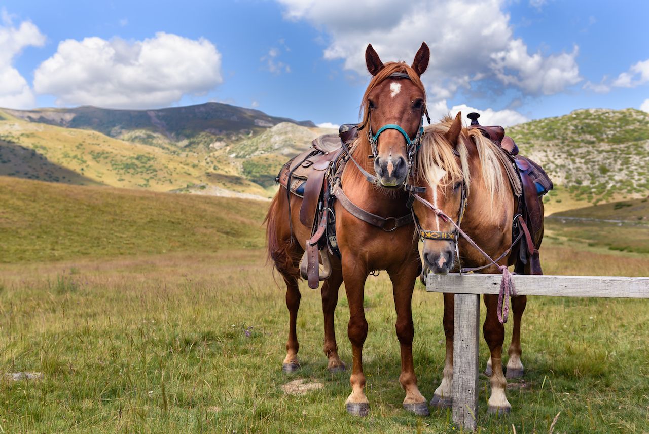 Two horses in Mavrovo National Park in Macedonia