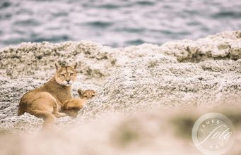 On the trail of pumas in Patagonia