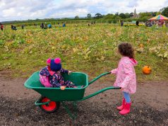 England: 7 Great PYO Pumpkin Patches in East Yorkshire