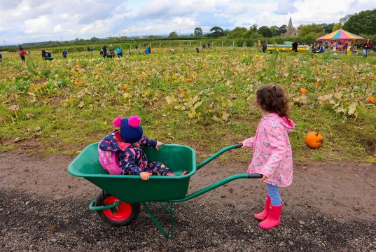 England: 7 Great PYO Pumpkin Patches in East Yorkshire