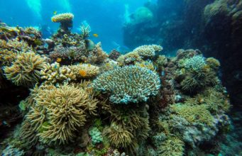 These Are Some Must-See Snorkeling Locations