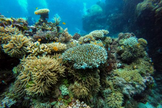 These Are Some Must-See Snorkeling Locations