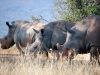 3 Places to See Rhinos in Their Natural Habitat