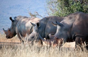 3 Places to See Rhinos in Their Natural Habitat