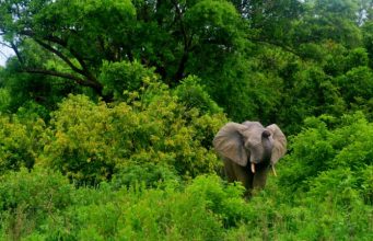 Ghana's National Parks Will Take Your Breath Away