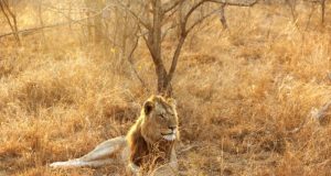 What To Consider When Planning a Safari Trip to South Africa