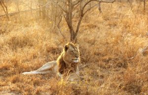 What To Consider When Planning a Safari Trip to South Africa