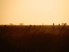 Top 3 National Parks to Explore in Cameroon