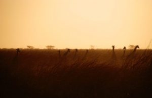 Top 3 National Parks to Explore in Cameroon