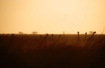 Top 3 National Parks to Explore in Cameroon