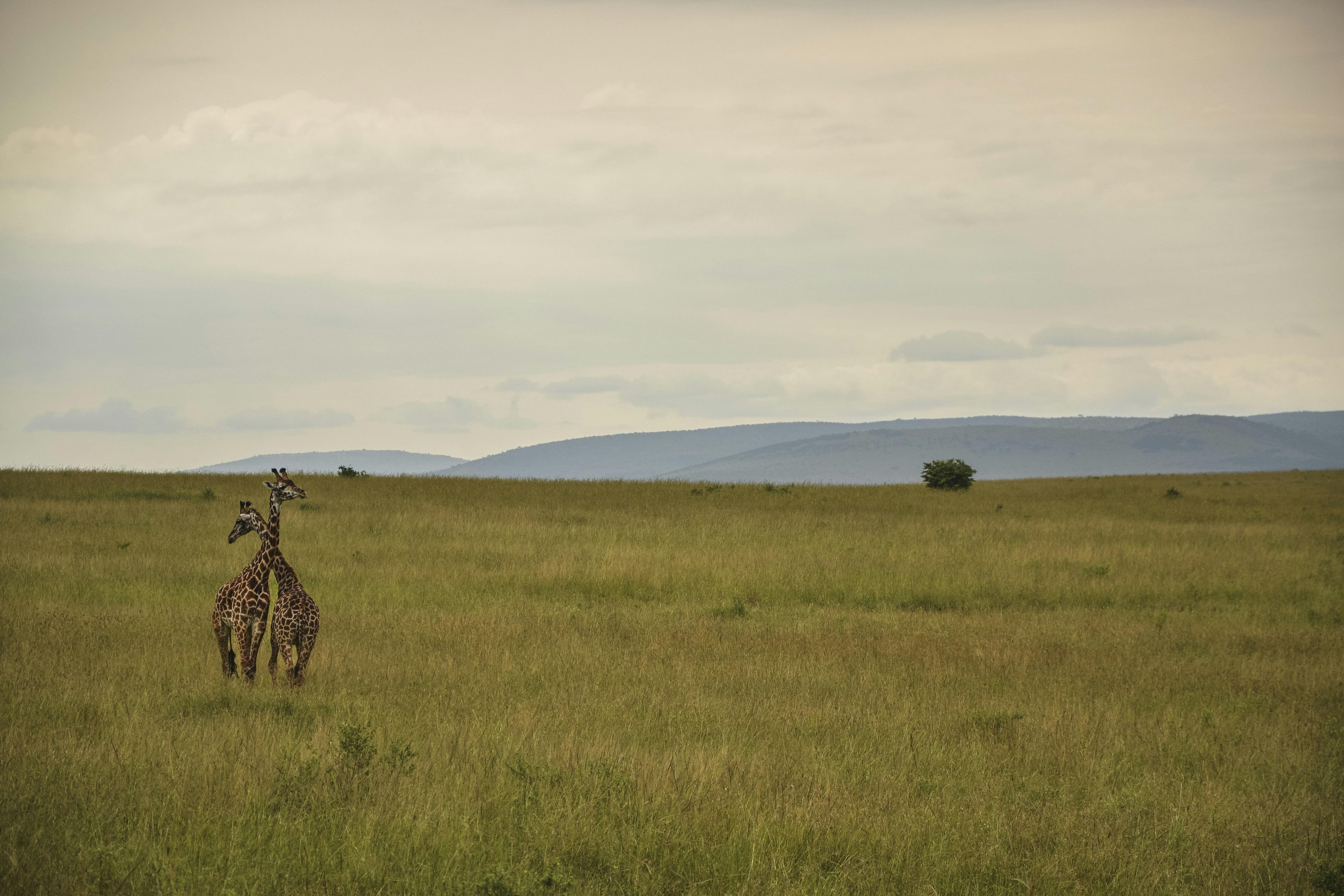 A Journey Through the Savanna: ⁤Key Species and Habitats