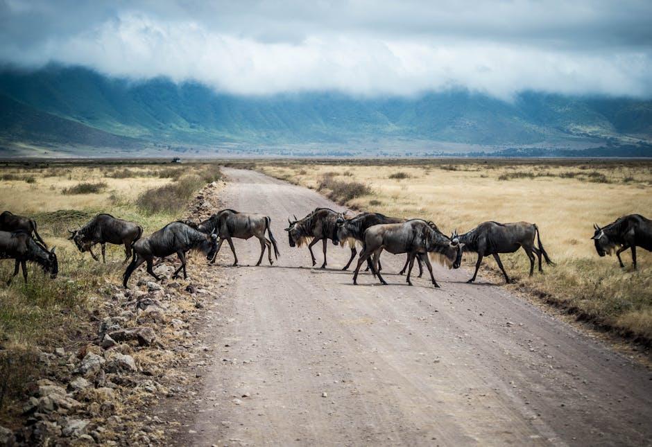 Responsible Exploration: Tips for⁤ Eco-Friendly Safari Adventures