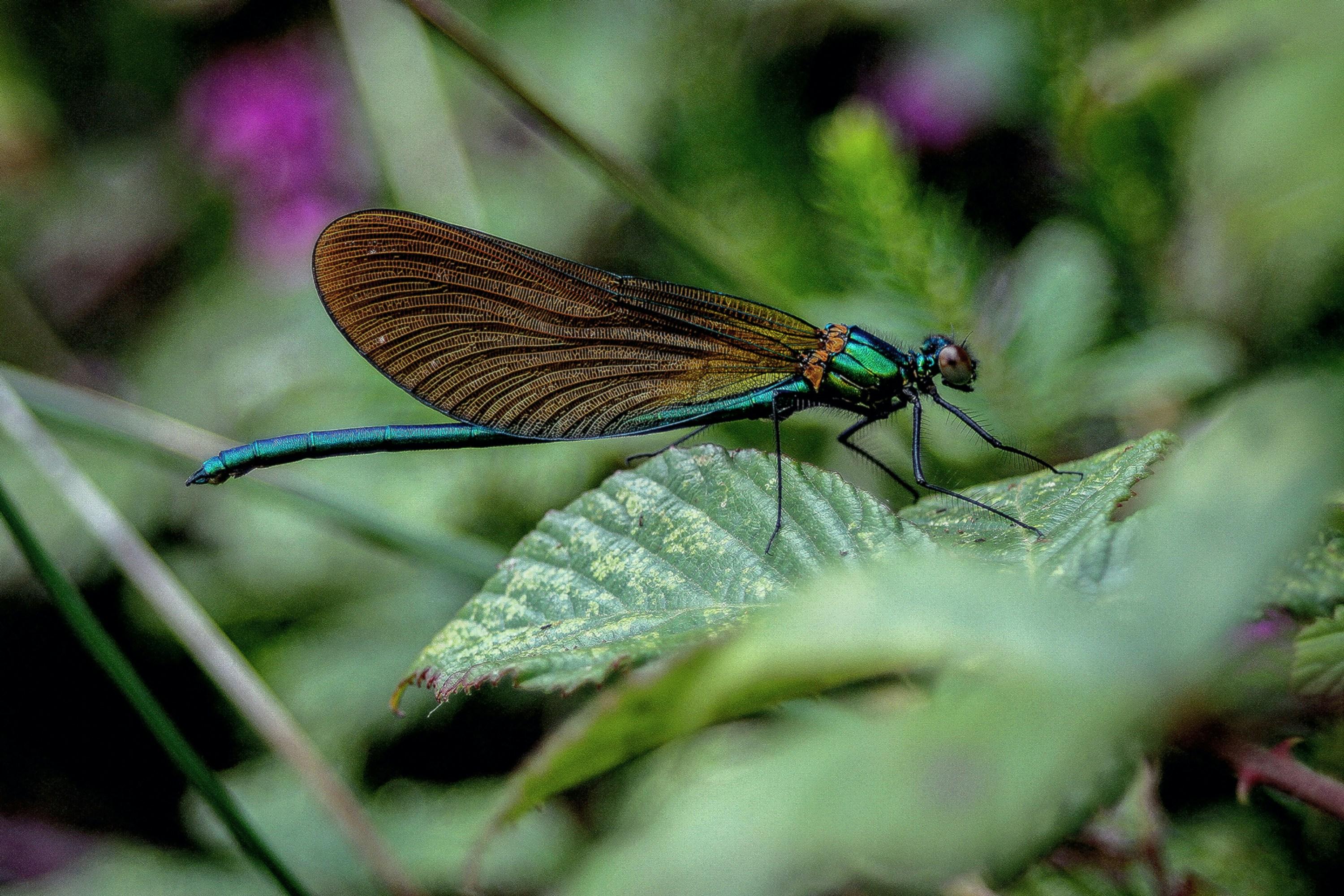 Beneath the Festivities: Unveiling Hidden ​Threats to Biodiversity