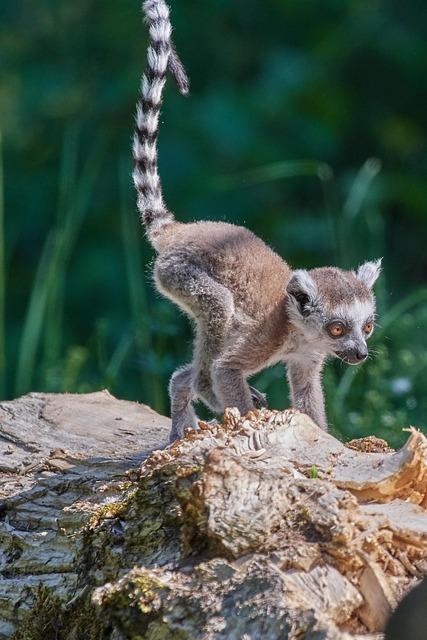 Birdwatching in Madagascar: A Paradise‍ for Avian⁢ Enthusiasts