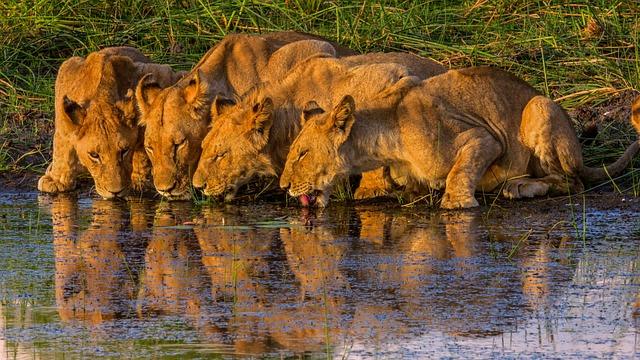 Unveiling the⁤ Majestic Landscapes of ​the Okavango Delta