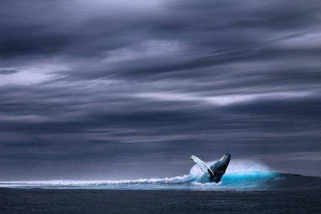 Top Canadian Whale Watching Tours You ⁣Shouldnt Miss