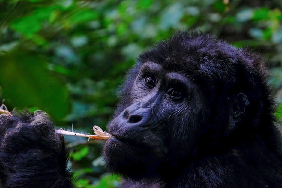 Discovering ​the Biodiversity of the Congo: ‍A Rainforest Expedition