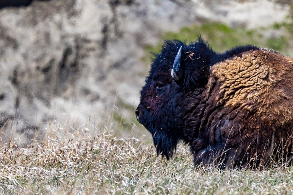 Strategies for Enhancing Financial Support in South American Parks