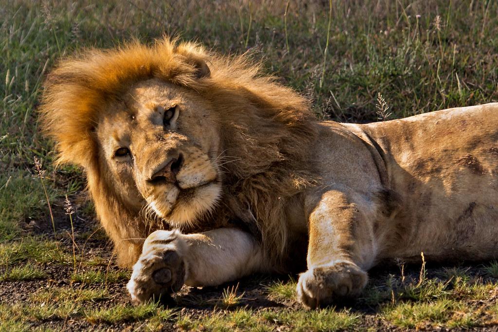 The Impact of ‌Tourism on Wildlife Conservation⁤ Efforts