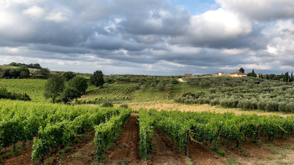 Tuscan Treasures Unveiling Italy’s Hidden Wine Gems