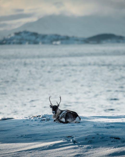 Wildlife Watching in the ⁢Land of the Midnight Sun